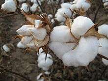An image of a cotton plant