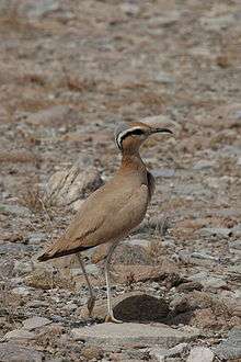 cream-colored courser camouflaged for the desert