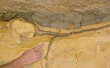 Cretaceous Paleogene clay layer with finger pointing to boundary