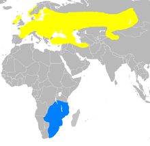 Map showing the breeding regions of Crex crex (most of Europe and South-Siberian Russia up to Mongolia), and their Winter migration region (South-West Africa).