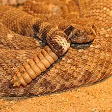 Part of the coils of an orange-brown rattlesnake are shown with head resting on top of one and a nine segmented rattle dangling in front of the coils.
