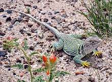 A green lizard with yellow feet rests on a bed of sand and gravel.