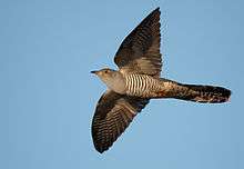 Common cuckoo in flight, showing barred underparts