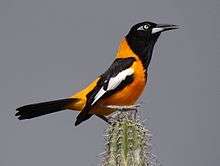 A medium-sized bird, brightly colored with patches of orange, black, and white, perches alertly on a cactus.