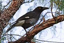 a dark grey crow-like bird perched in a peppercorn tree