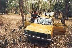 many black crow-like birds clustered around an old car, upon which is a sandwich. A person watches the birds in a bemused manner. The setting is a picnic area carpark in a wilderness national park.