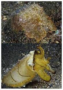 Two cuttlefish with dramatically different coloration