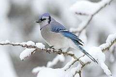 A blue and white bird sits on a branch in the snow