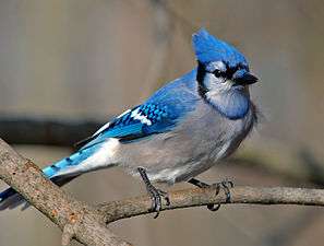 A blue and white bird, with a crest on its head.