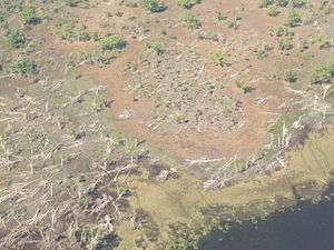 Aerial view of deforestation. Dead trees lay scattered about the ground.