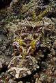 Cymbacephalus beauforti Crocodilefish PNG by Nick Hobgood.jpg