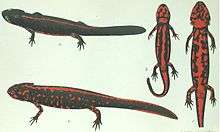 Panel of drawings of a red-black newt