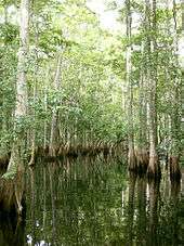 A swamp dominated by tall trees with buttressed trunks standing in water, their bark gray. As the trunks get closer to the water the color gradually becomes more brown