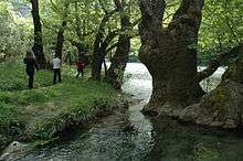 A group of hikers walking along a river among Platanus orientalis trees