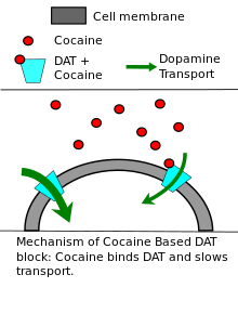 Diagram describes the mechanisms by which cocaine and amphetamines reduce dopamine transporter activity.