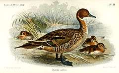Illustration of an adult Eaton's Pintail with three ducklings by Keulemans