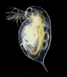 A microscopic, transparent, oval animal against a black background. The head has a large eye, antennae, and comes to a pointed beak. The rest of the animal is smooth round and fat, culminating in a pointed tail. The internal anatomy is apparent.