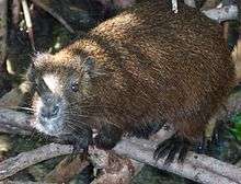Desmarest's hutia (Capromys pilorides), a member of a rodent family known only from the Caribbean.