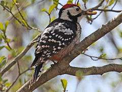 Photo of a male woodpecker
