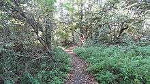 Path in Denham Lock Wood