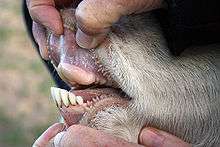 A hand pulls back the lips on a goat or sheep, exposing the bottom front teeth and a hard, thick pad that substitutes for the upper front teeth.