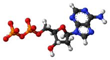 Ball-and-stick model of the adenosine diphosphate anion