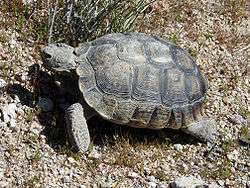 A desert tortoise standing on dry and cracked sand. The shell is faded and abraded.