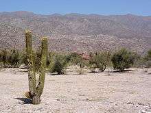 Desert scenery in La Rioja Province showing a cactus and mountains in the background