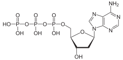Skeletal formula of deoxyadenosine triphosphate
