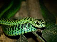 A green snake's head is prominent for a coiled snake facing the camera.