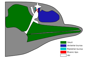 Outline of what's inside a dolphin head. The skull is to the rear of the head, with the jaw bones extending narrowly forward to the nose. The anterior bursa occupies most of the upper front of the head, ahead of the skull and above the jaw. A network of air passages run from the upper roof of the mouth, past the back of the anterior bursa, to the blowhole. The posterior bursa is a small region behind the air passages, opposite the anterior bursa. Small phonic tips connect the bursa regions to the air passages.