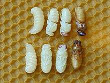 Top and bottom views of a developing pupa against a honeycomb