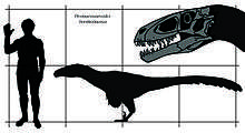 Dinosaur head and body, compared with human for size