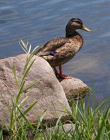 a mallard duck on a rock on the lakeshore