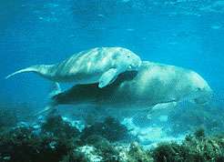 A large dugong swimming towards the right with a smaller dugong half its size hugging its back, both in very shallow water with the surface and seabed just above and below them respectively