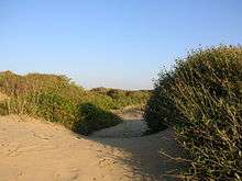 Sand dunes at a beach, surrounded by rough scrub
