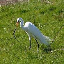 A white heron with grey legs and a yellow/orange bill standing in green grasses throwing a lizard with its bill.