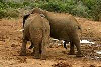 Elephant mating ritual 5.jpg