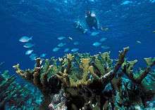 Underwater view of snorkelers, fish and coral