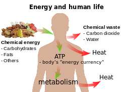 diagram showing human energy process from food input to heat and waste output