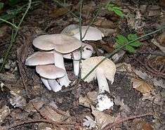 A group of six whitish mushrooms arises from the forest floor among leaf litter. One is upturned so its gills are visible.