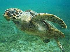 Photo of swimming turtle