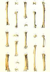 An illustration of bird bones laid out in vertical rows
