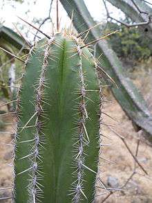 The upper portion of the stem of a long-spined cactus