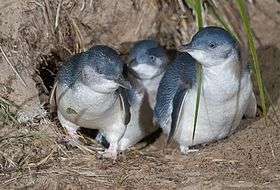 Group of three little penguins standing at entrance to nesting burrow