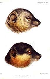 Illustration of female (top) and male (bottom) heads, seen from the right. Female is mostly gray with some rufous-brown coloration on the cheeks. Males has mostly dark gray or black muzzle, face, and crown; as well as thick and bushy rufous-brown cheeks and beard. Both have big ears and a long snout