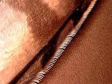 A close-up of a very small segment of a feather, showing a straight row of narrow, pale hooks projecting from a fuzzy-looking tan feather