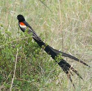 Long-tailed widowbird male in the wild