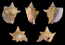 A queen conch shell is shown from five different perspectives