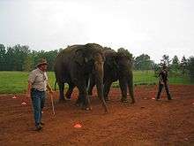 Two Asian elephants are at the center of the image, side-by-side. Two men on opposite sides (holding thin, metal poles) are guiding the elephants through orange cones on the dirt ground. In the background is grass and trees and an overcast sky.